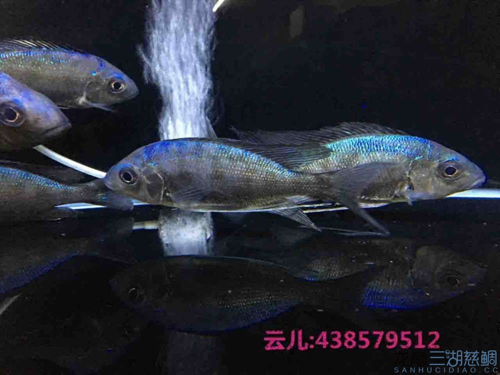 發(fā)點大家喜歡的東西快來圍觀 白子關刀魚 第23張