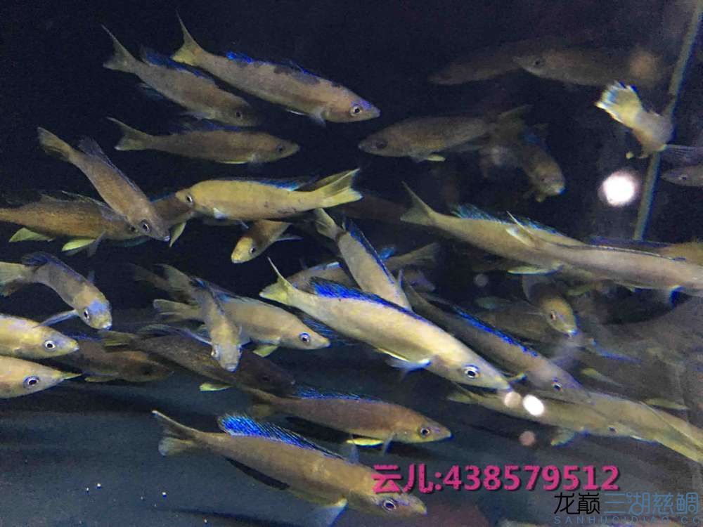 發(fā)點大家喜歡的東西快來圍觀 白子關刀魚 第24張