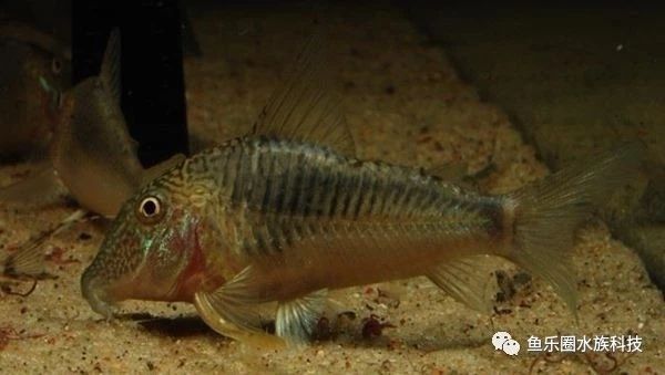 怒江傈僳族自治州觀賞魚市場(chǎng)長(zhǎng)翅葛瑞菲鼠Corydorasgeo