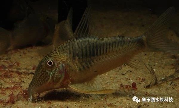 怒江傈僳族自治州觀賞魚市場(chǎng)長(zhǎng)翅葛瑞菲鼠Corydorasgeo