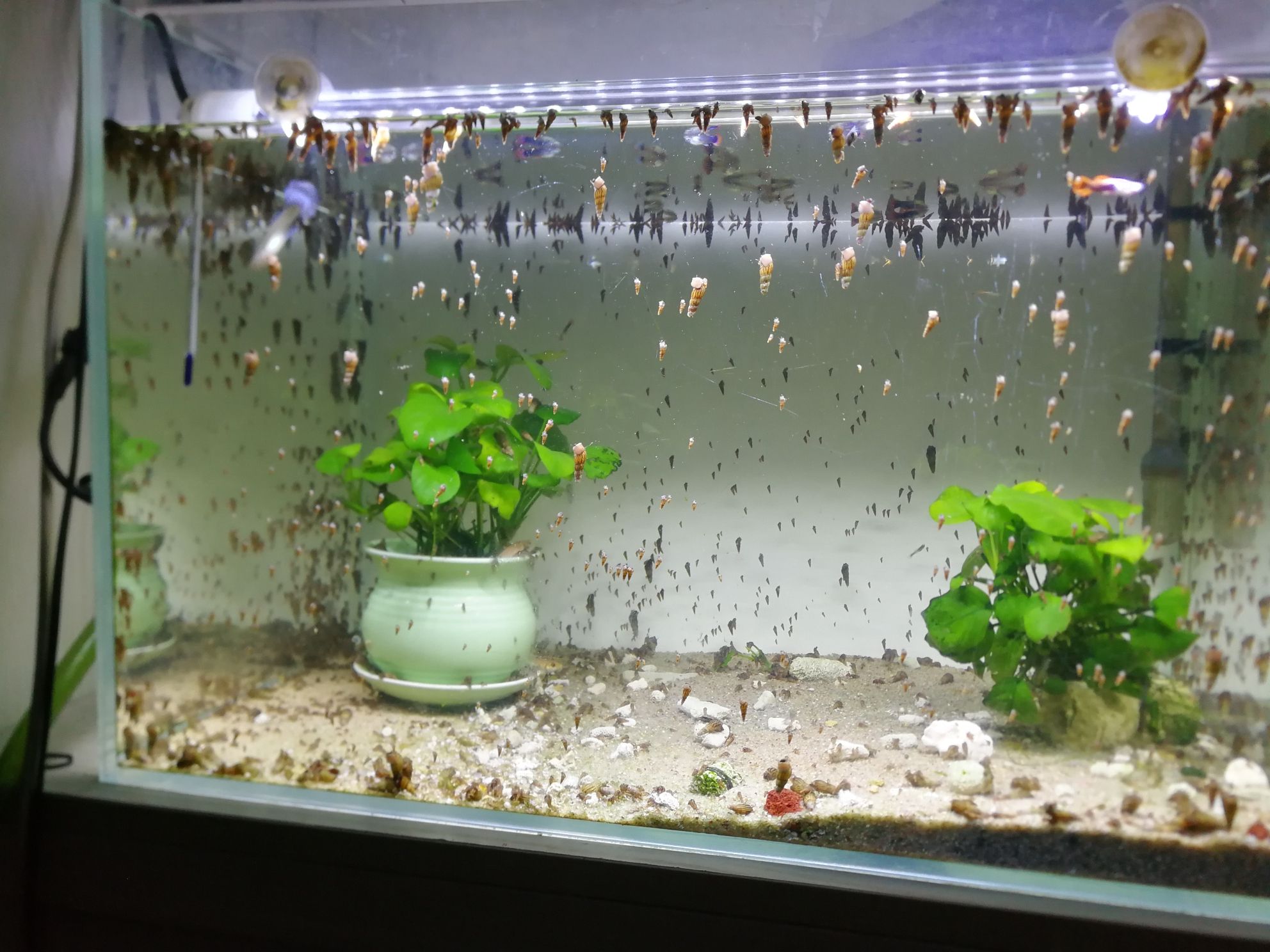 巢湖水族館爆缸 紅龍福龍魚 第3張