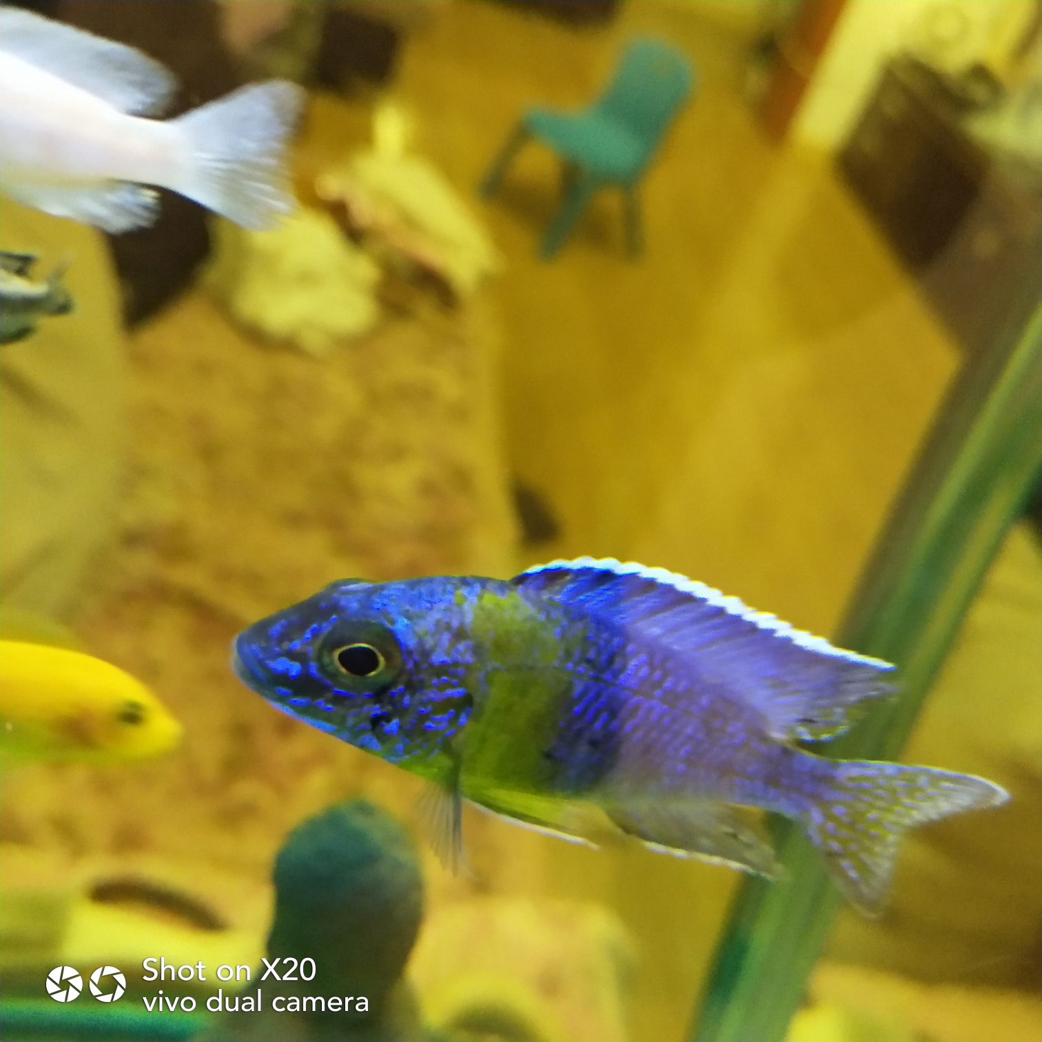 白山水族館歡迎蒞臨 斑馬狗頭魚 第3張