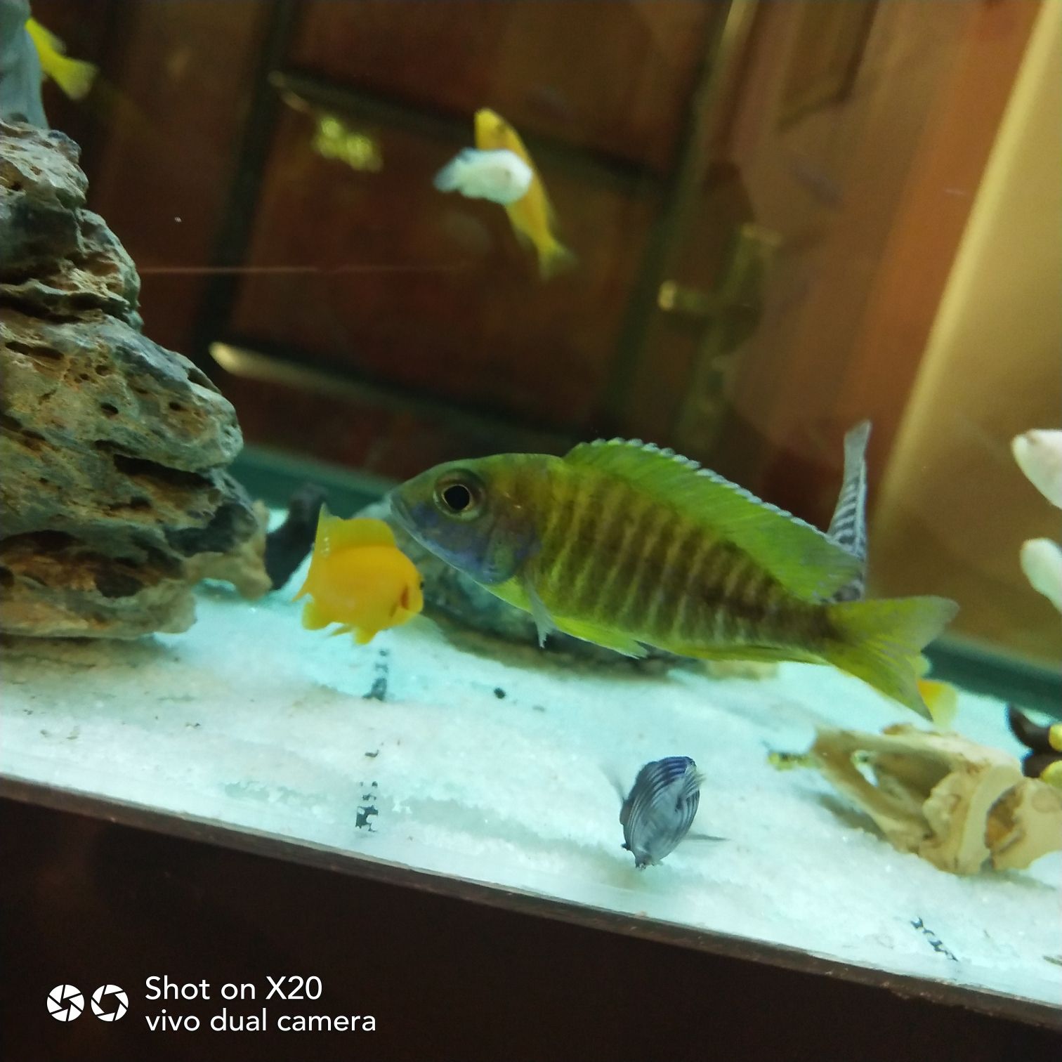 白山水族館歡迎蒞臨 斑馬狗頭魚 第5張