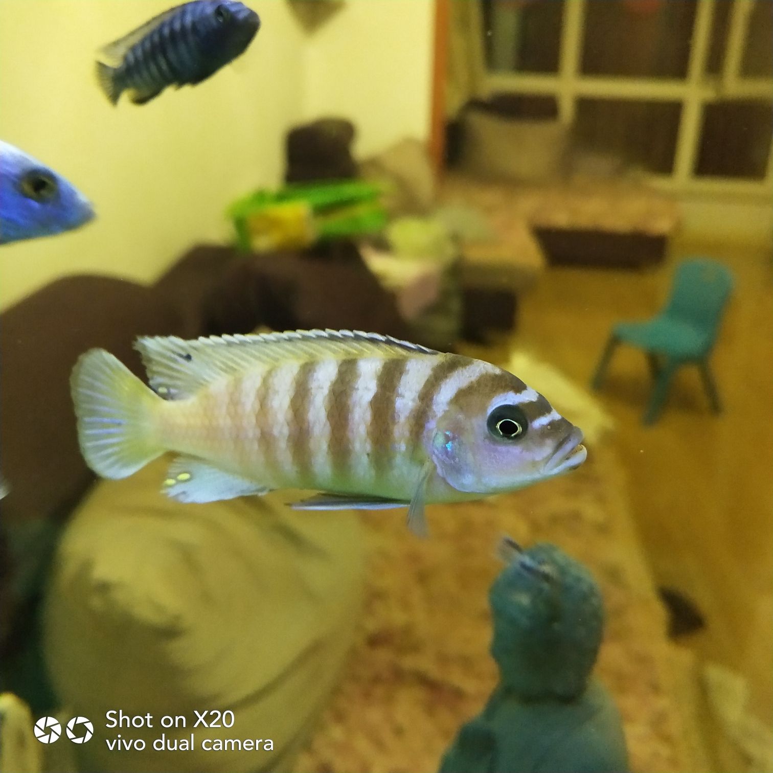 白山水族館歡迎蒞臨 斑馬狗頭魚 第4張