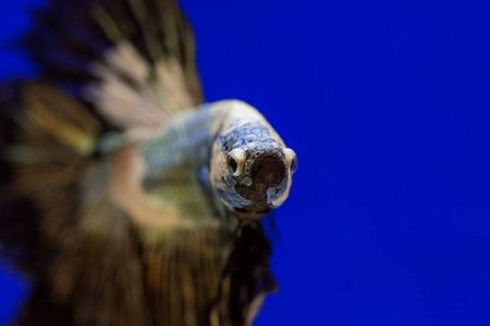 九江水族館親們看看我的小金24厘米如何