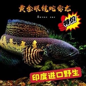 黃金眼鏡蛇雷龍魚苗子（黃金眼鏡蛇雷龍魚苗子是一種受歡迎的觀賞魚，需要注意幾點） 龍魚百科 第2張