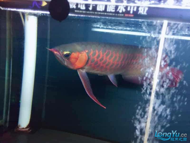 養(yǎng)魚男人最靠譜找個養(yǎng)魚男人嫁了吧