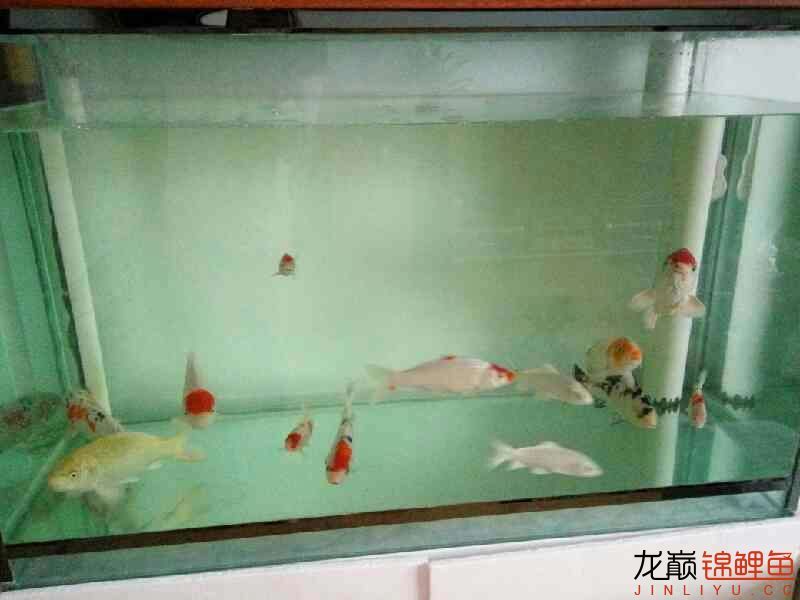 沈陽水族館養(yǎng)魚的快樂