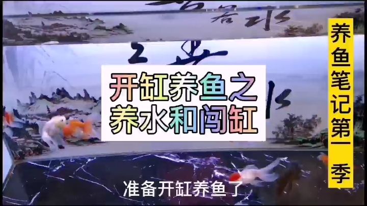 開缸養(yǎng)魚之養(yǎng)水和闖缸 黑桃A魚 第2張