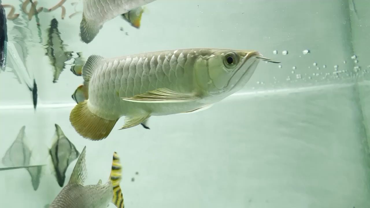 貴港水族館26