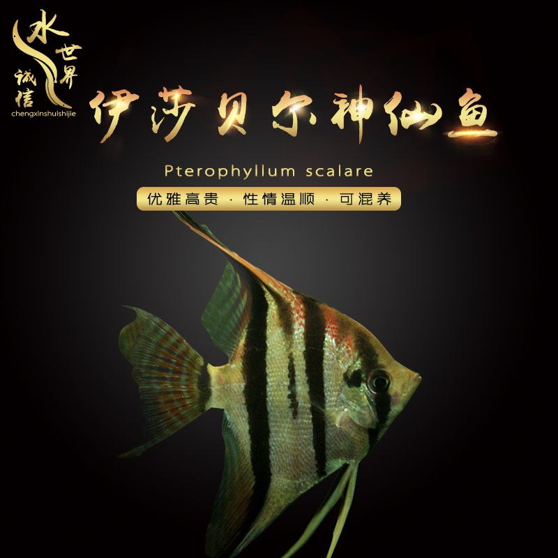 小金龍飼養(yǎng)環(huán)境 朱巴利魚(yú) 第1張