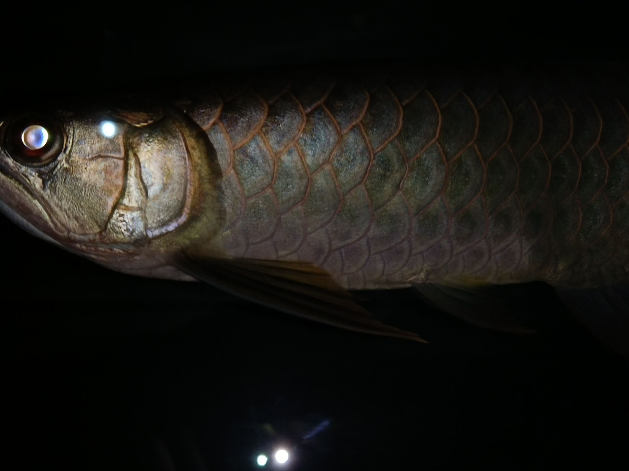 黑河觀賞魚市場金龍的魅力 觀賞魚市場（混養(yǎng)魚） 第3張