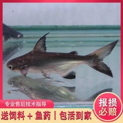 花了30大洋入了一對金菠蘿 魚缸/水族箱 第1張