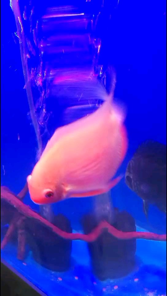 花了30大洋入了一對金菠蘿 魚缸/水族箱 第2張