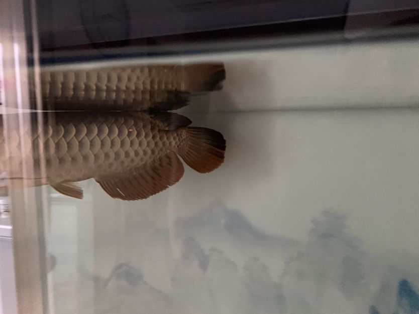 龍魚(yú)尾巴伸展不開(kāi)