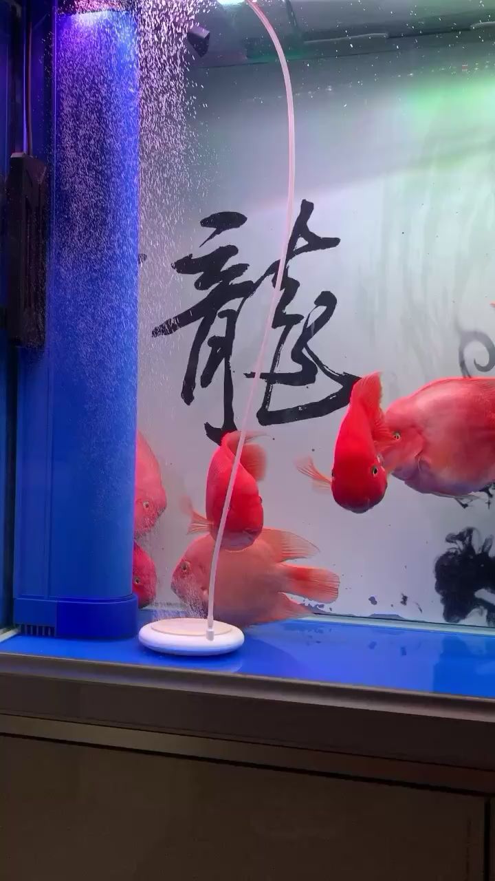 少了最紅的那條 圖騰金龍魚 第2張