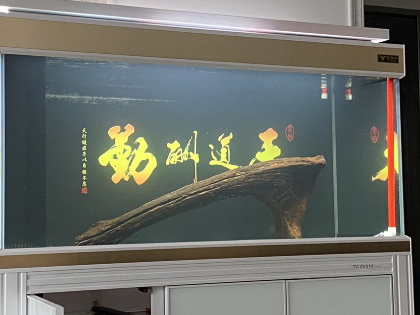 特魚氏定制精品魚缸 杰西卡恐龍魚 第2張