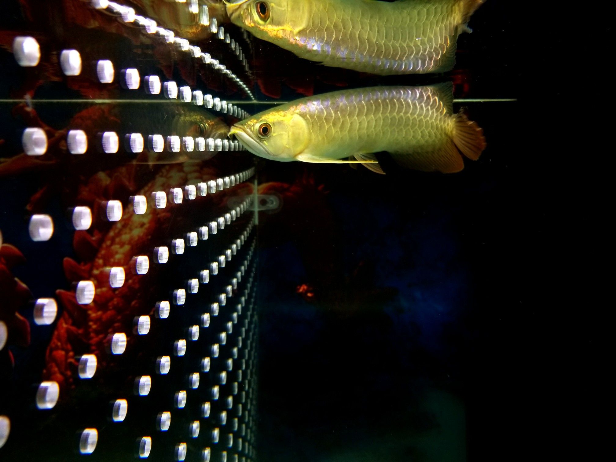 日照水族館差距最大的雙龍混嗎