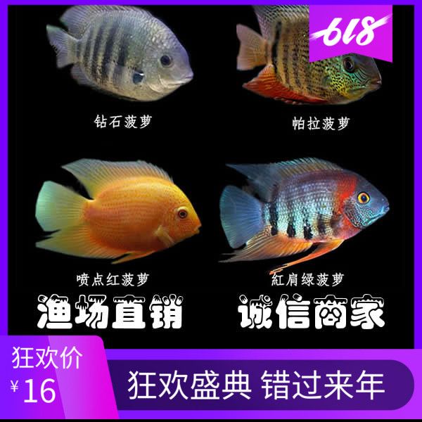 魚缸近況兩天不見有點想念