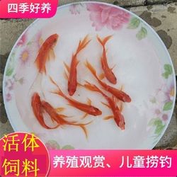 河源觀賞魚市場(chǎng)我的不挑食