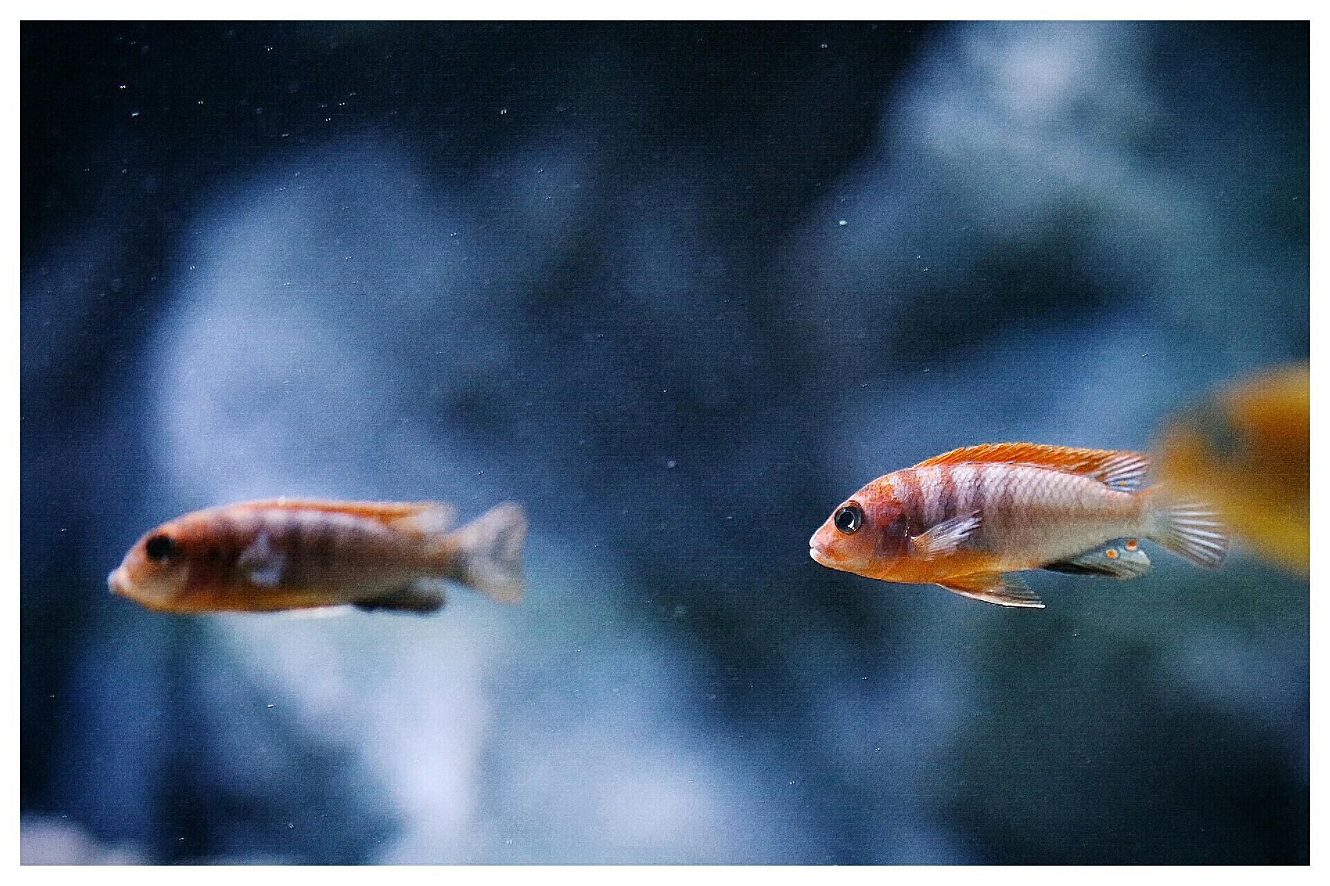 嘉興觀賞魚市場每日魚照宏基(超級紅)苗 觀賞魚市場（混養(yǎng)魚） 第9張