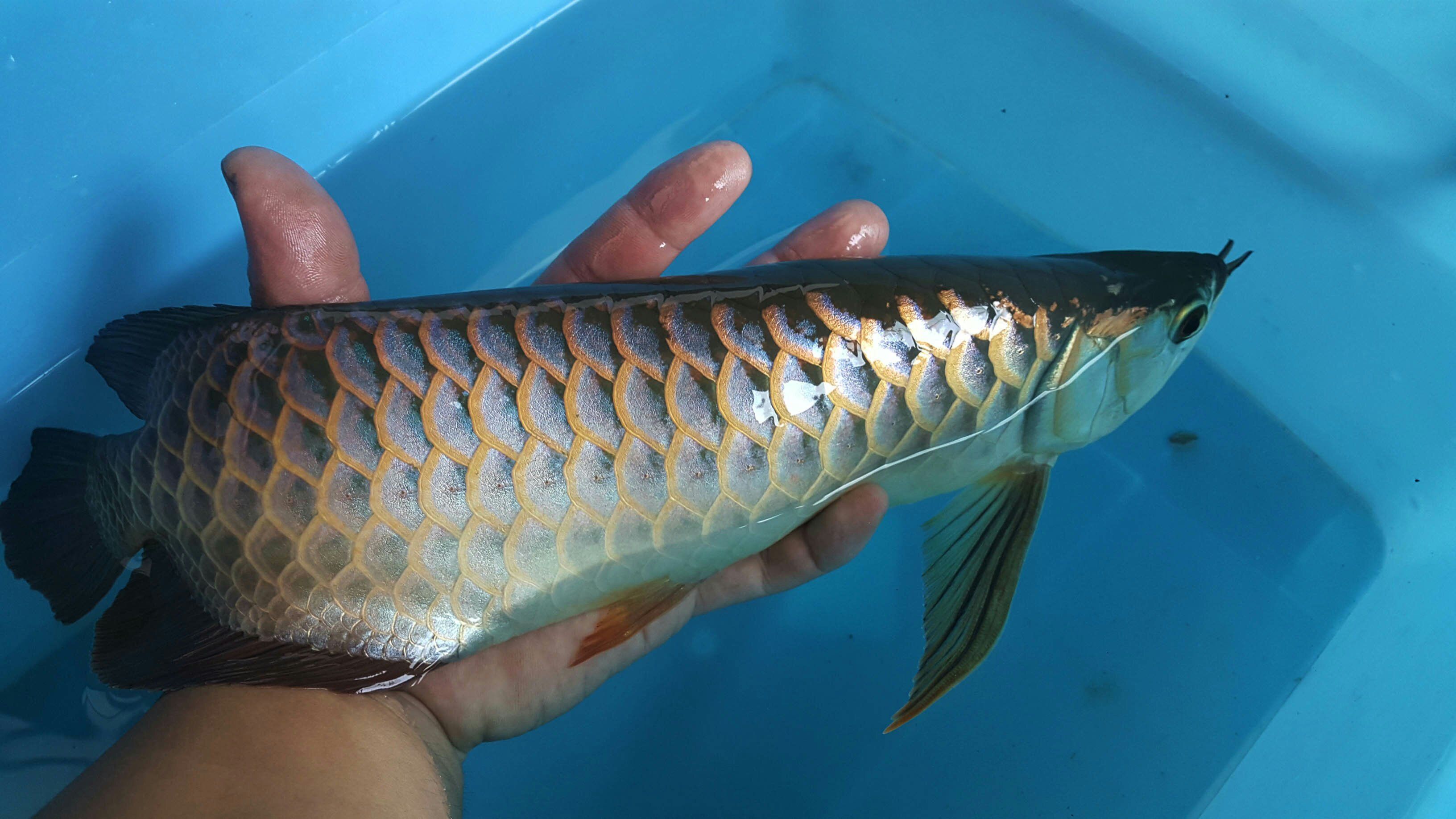 苗條淑女已經(jīng)不再是君子好逑 紅頭利魚(yú) 第4張