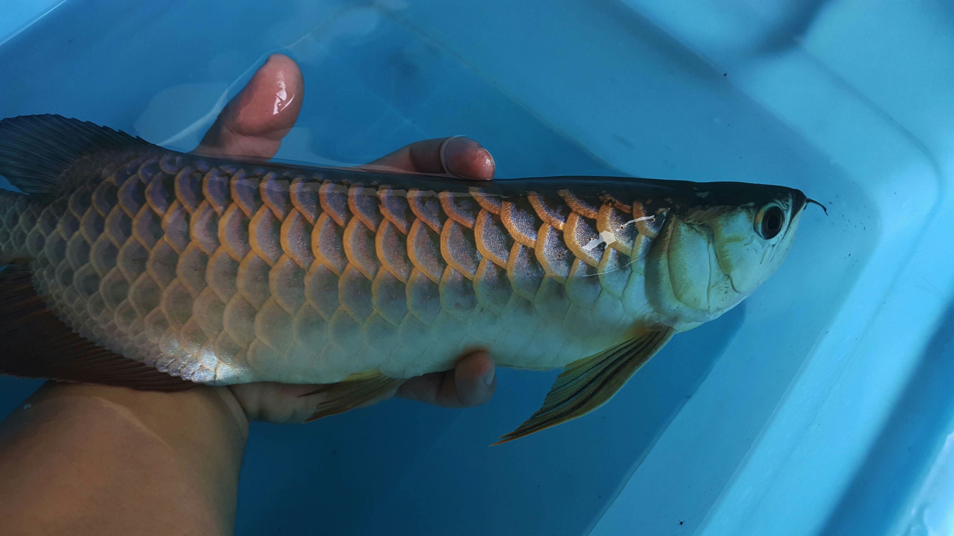 苗條淑女已經(jīng)不再是君子好逑 紅頭利魚(yú) 第6張