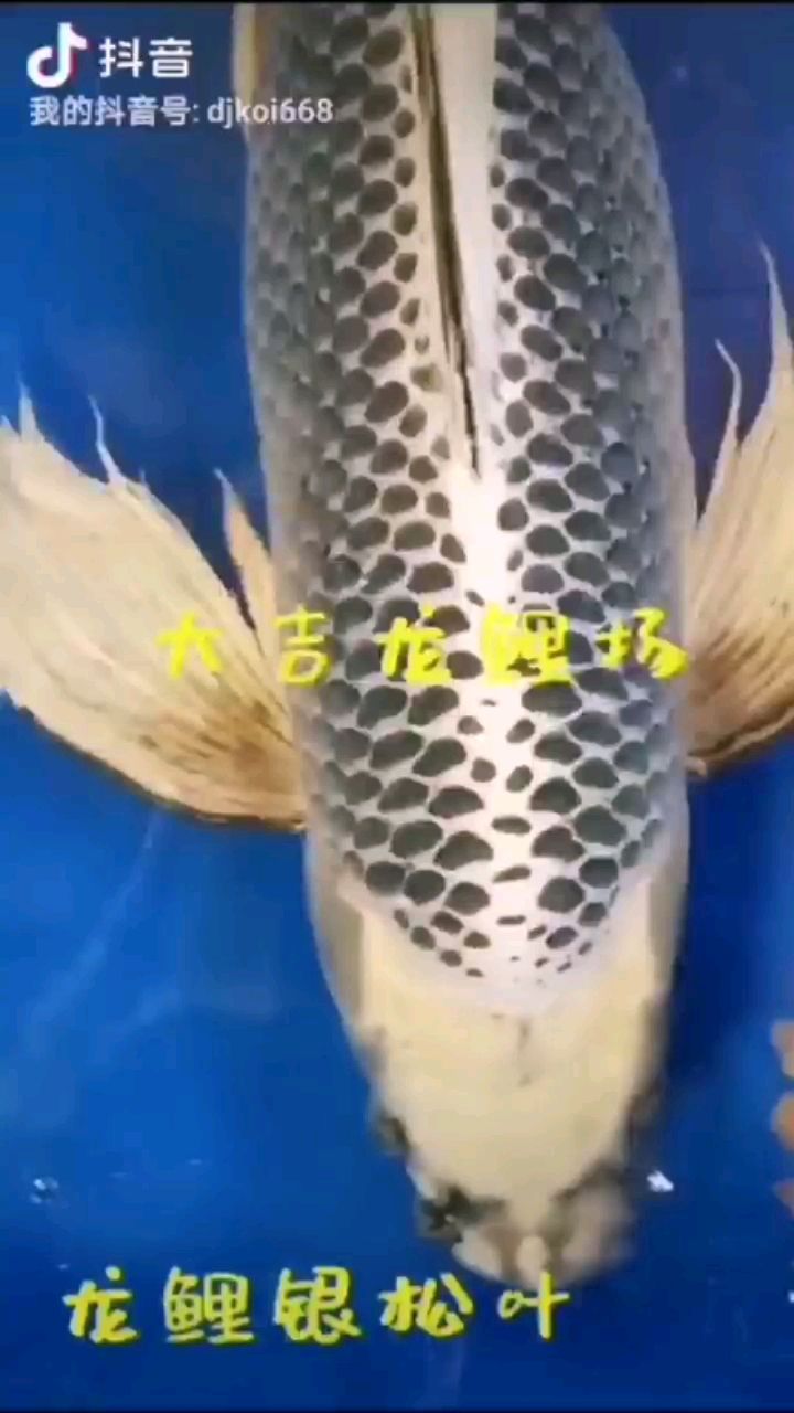 帥氣出場(chǎng) 銀河星鉆魚 第3張