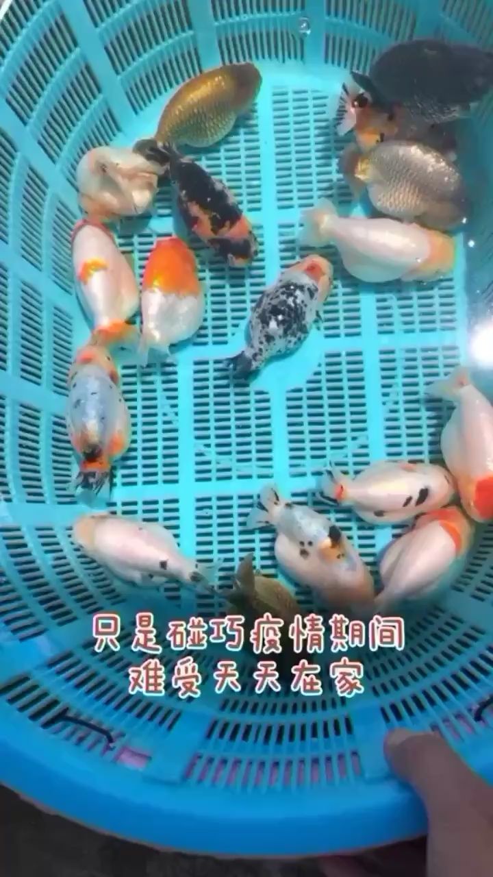 可愛的金魚