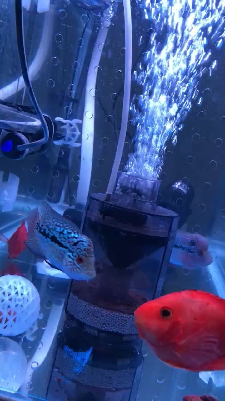 衡陽水族館每天看他倆心情很放松