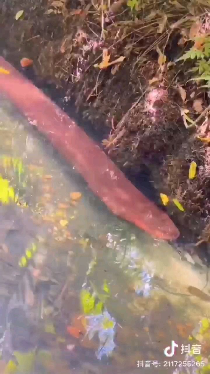 重慶水族館紅色電鰻 電鰻 第3張