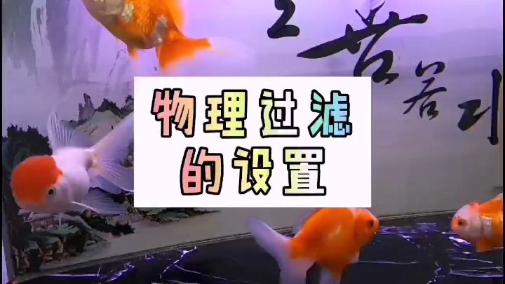 設(shè)置魚缸的物理過濾時要注意什么 野生埃及神仙魚 第3張