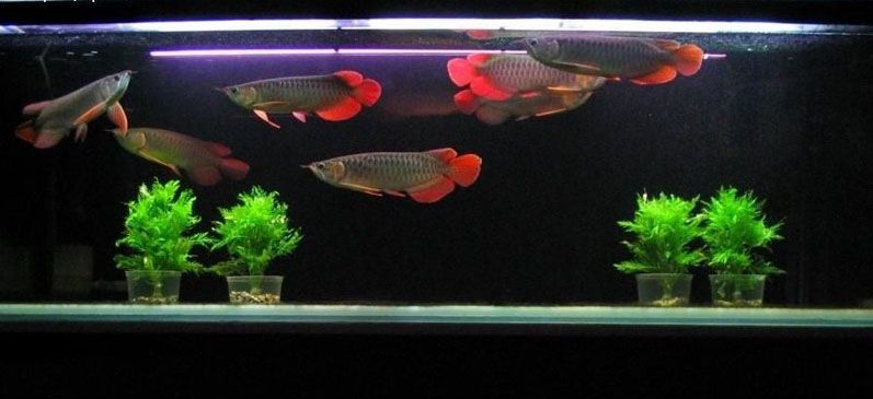 臨沂水族館孫大師比較滿意作品