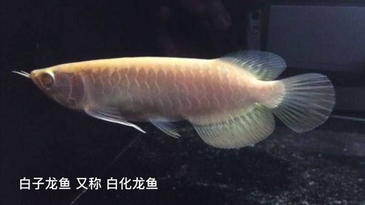 紅龍魚苗選購常見誤區(qū)（關(guān)于紅龍魚苗的幾個疑問） 水族問答