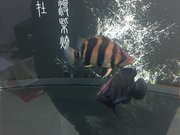 宜賓水族館每個(gè)月總有那么幾天?