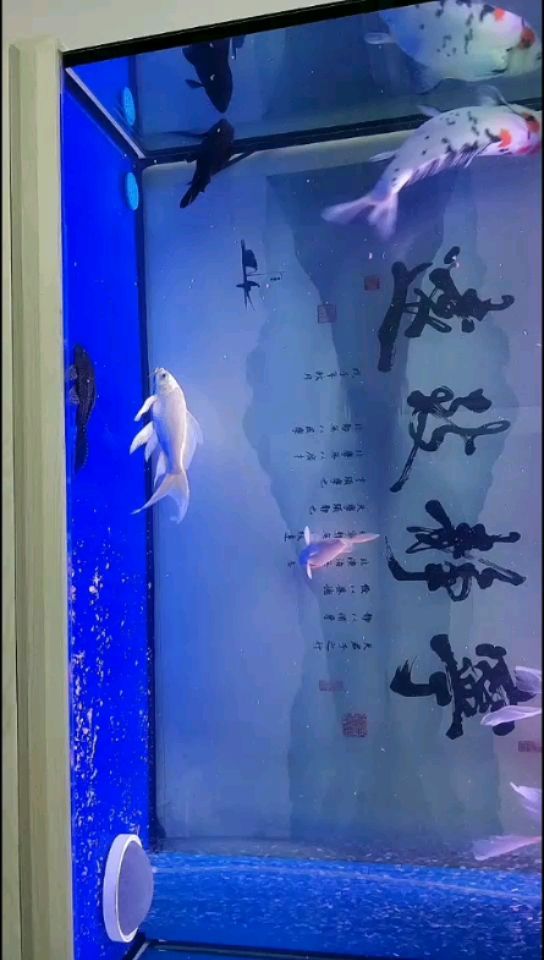 吃得多拉的多 眼斑魚(yú) 第2張