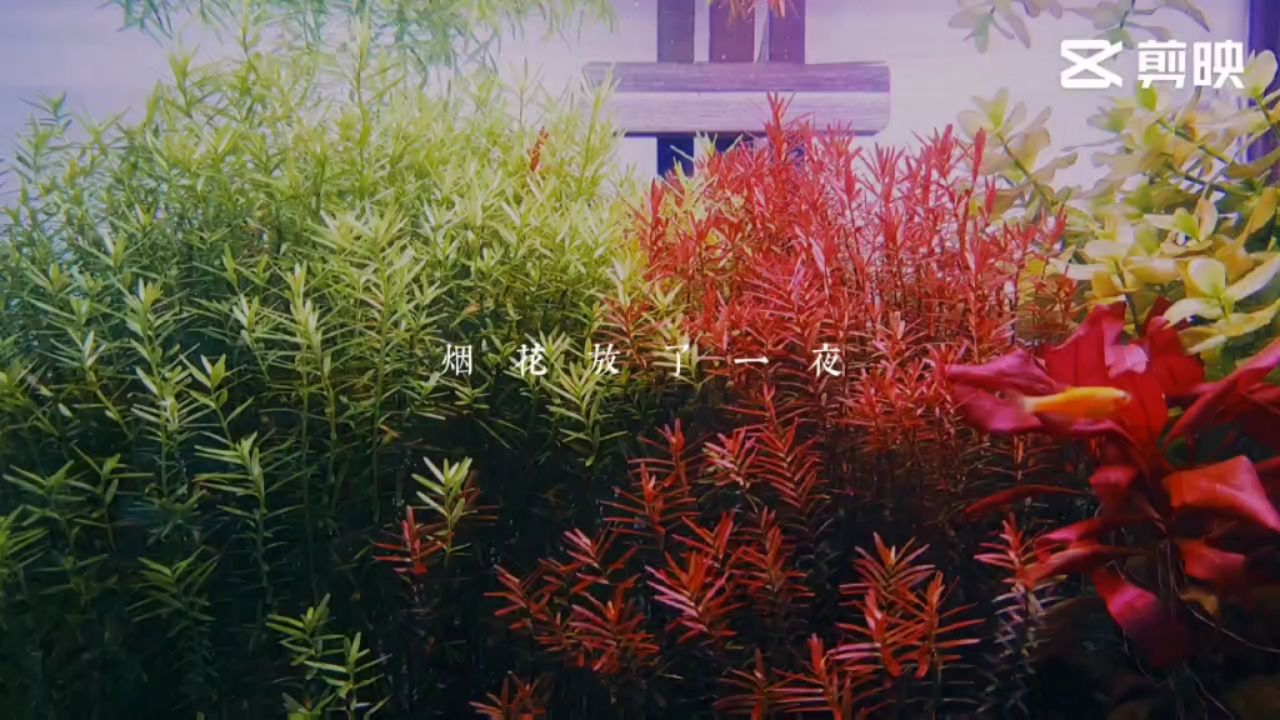 養(yǎng)了半年的荷蘭景有黑龍江的魚友嘛 一眉道人魚 第1張