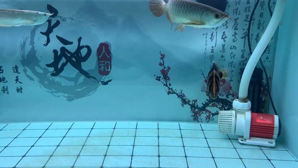 記錄小金龍魚圈 三間鼠魚 第2張