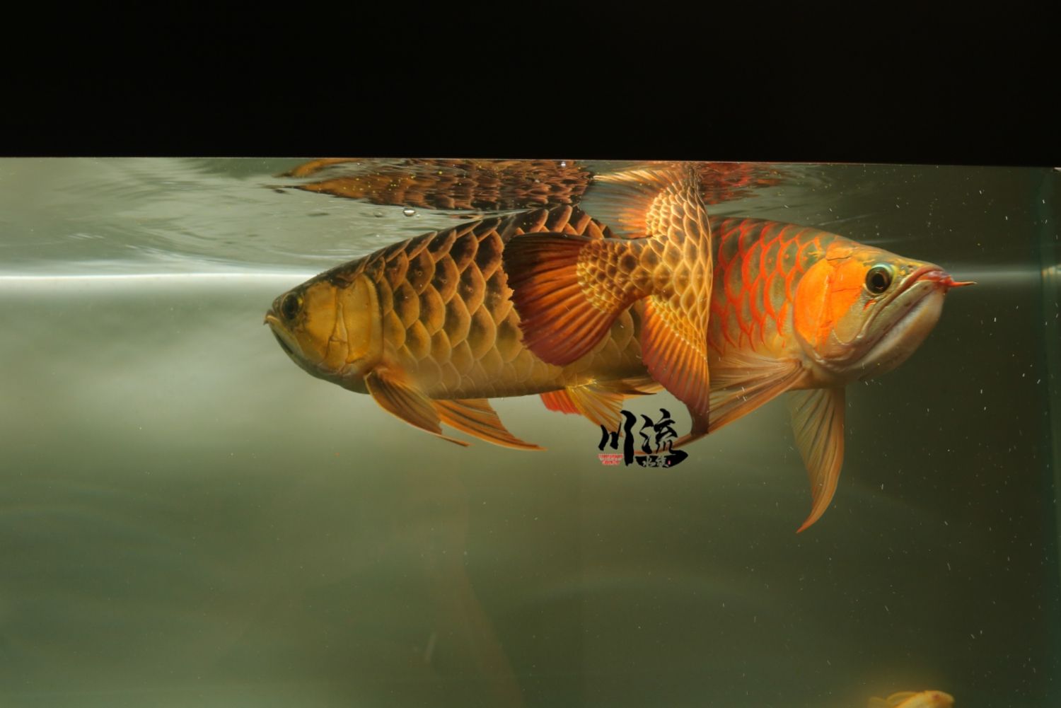 東莞水族館亞洲龍BTL紅龍