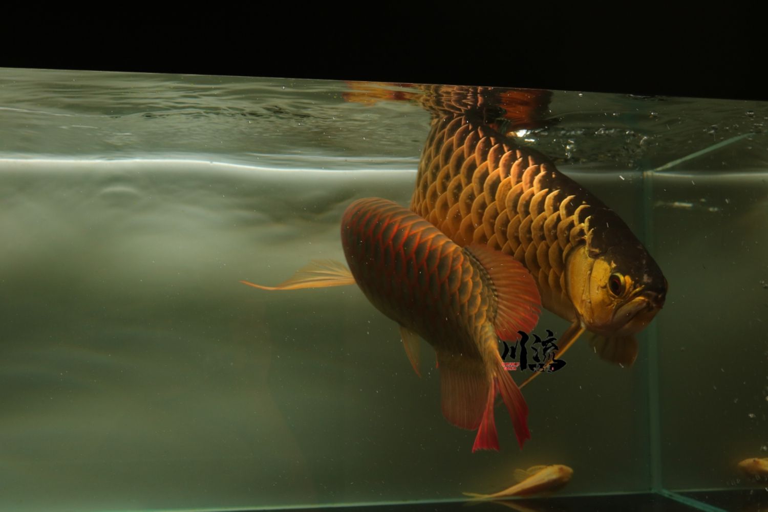 東莞水族館亞洲龍BTL紅龍 鴨嘴鯊魚 第4張