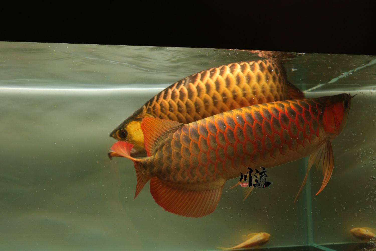 東莞水族館亞洲龍BTL紅龍 鴨嘴鯊魚 第8張