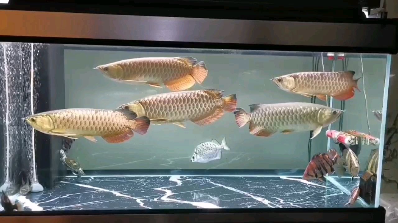 咸寧水族館混養(yǎng)缸日常 藍底過背金龍魚 第1張