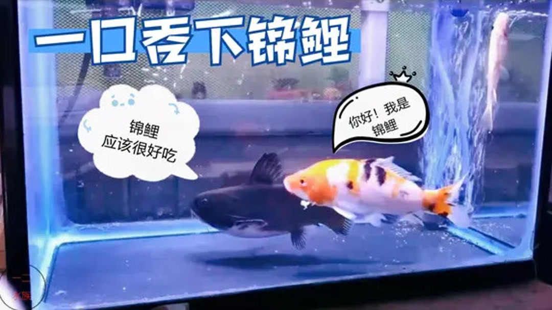 年年有魚水族世界 斑馬鴨嘴魚