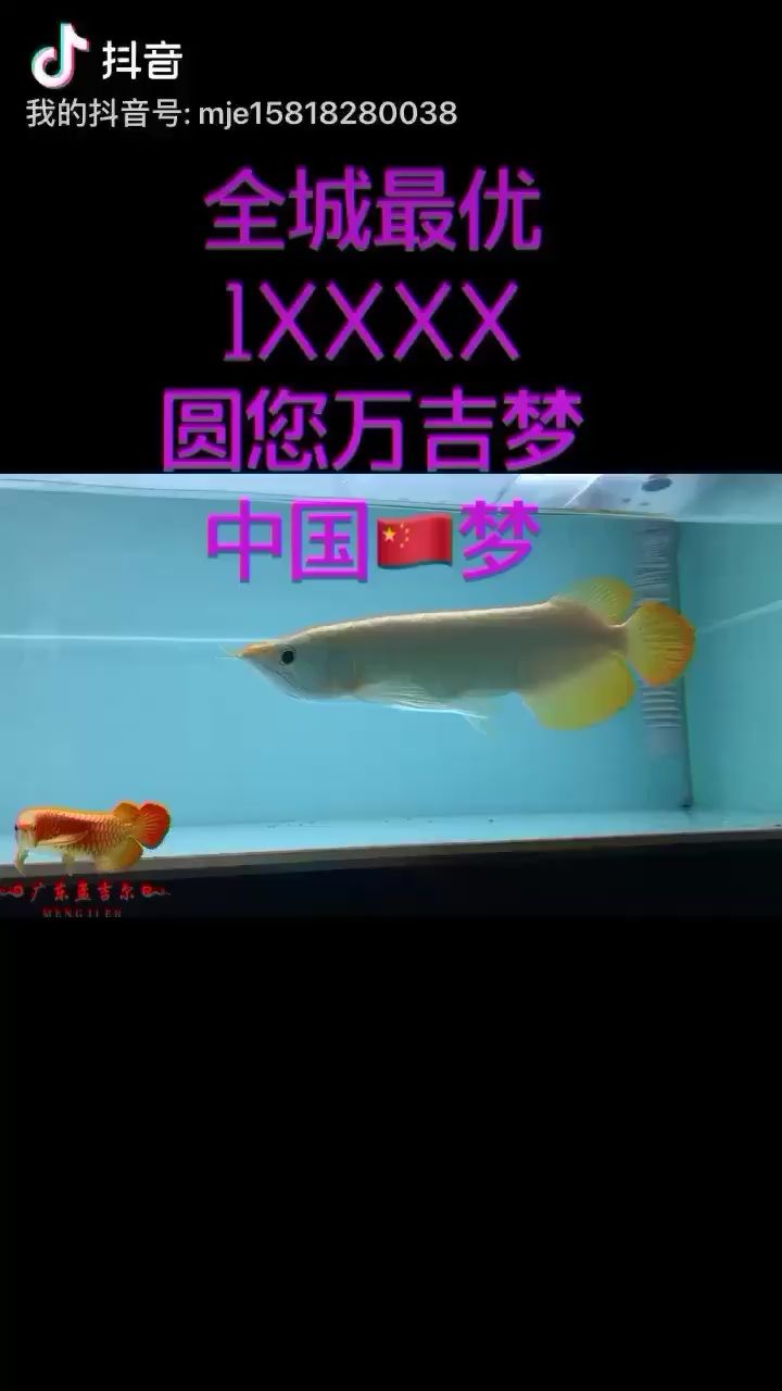 楊凌水族館萬(wàn)吉萬(wàn)事大吉廣東孟吉爾 廣州孟吉爾 第2張