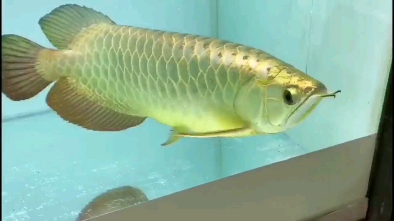 阿勒泰水族館水幕金～即將回貨 高背金龍魚 第1張