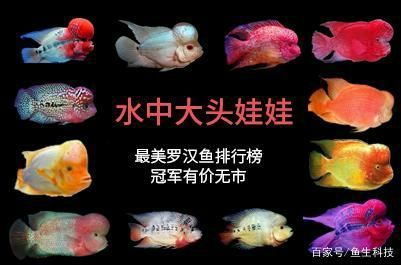 羅漢魚大全 羅漢魚 第2張