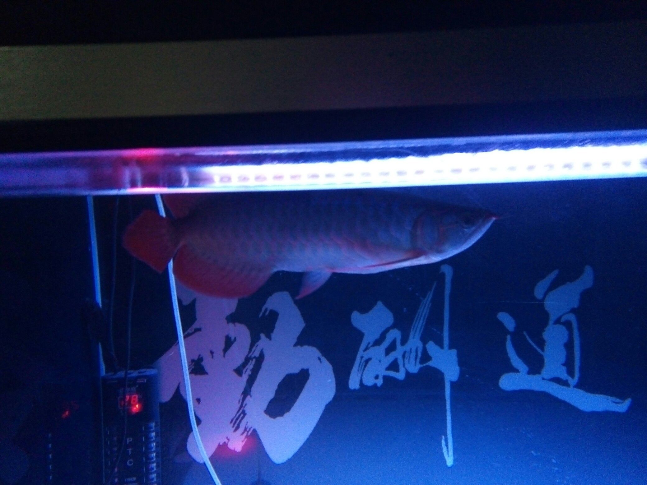 看看這魚還能紅嗎？ 帝王血鉆魚 第9張