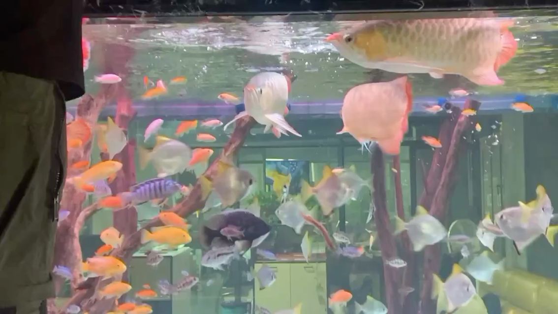 來(lái)賓水族館這樣喂食才刺激 廣州龍魚批發(fā)市場(chǎng) 第2張