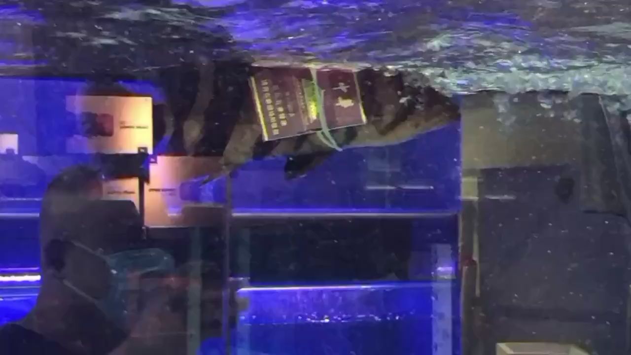 六安水族館虎哥坨華仔