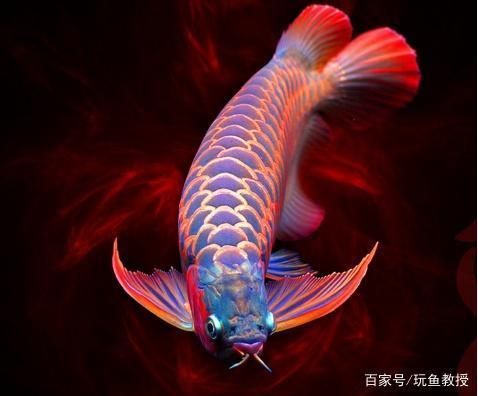 紅龍魚炒作（紅龍魚價格下跌的原因）